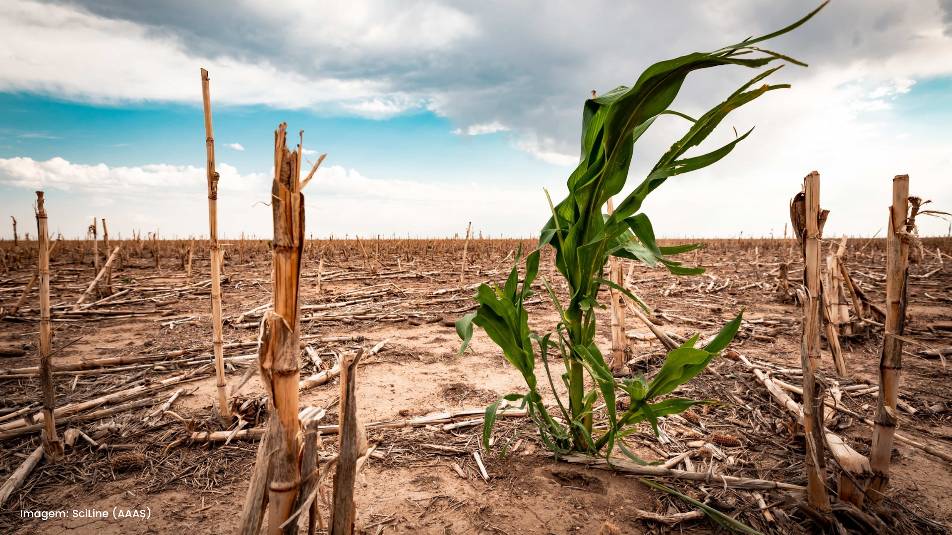 Aquecimento Global: O que o agronegócio tem com isso?